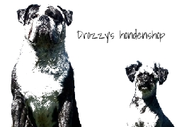 Drozzyshondenshop